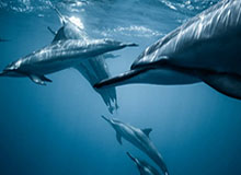 开云：让企业云端化繁为简的全新选择